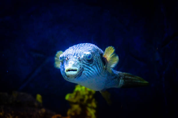 Stellate puffer Arothron meleagris at coral reef in the sea