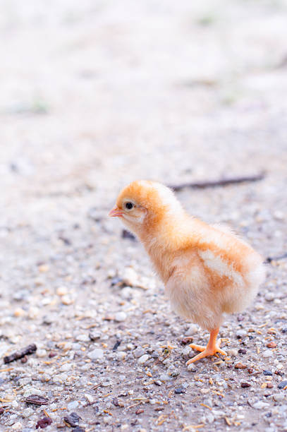 A chicken baby in the garden