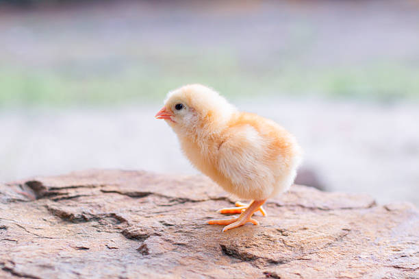 A chicken baby in the garden