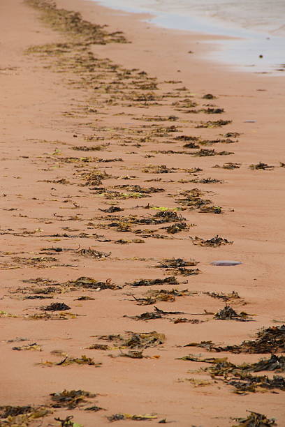 Sandy beach on Prince Edward Island with red rocks and sparse green vegetation, captured in summer 2025.