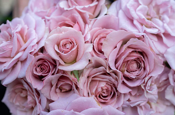Delicate rosebuds on a blue background close up