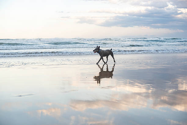 istock Australian cattle dog at the beach 2232612930
