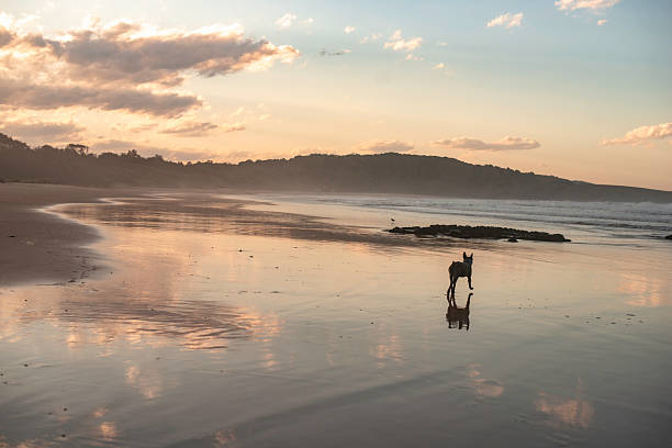 istock Australian cattle dog at the beach 2232612931