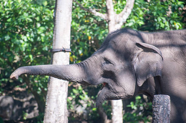 Two elephants wade in the water in their habitat at the zoo.