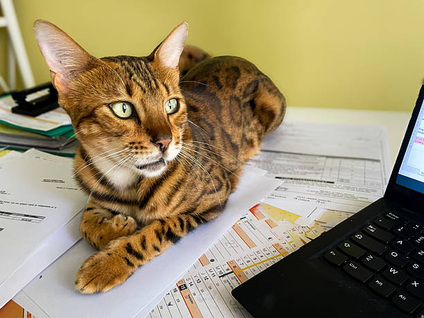 istock Spotted  tabby Bengal cat at the office 2232614956