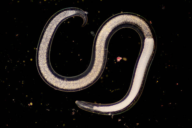 istock The nematodes (Nematoda), roundworms or eelworms constitute the phylum Nematoda. 2232615110