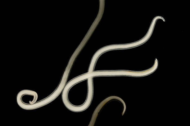 istock The nematodes (Nematoda), roundworms or eelworms constitute the phylum Nematoda. 2232615143