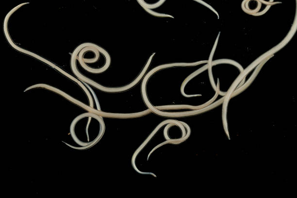 istock The nematodes (Nematoda), roundworms or eelworms constitute the phylum Nematoda. 2232615153