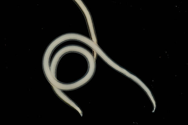 istock The nematodes (Nematoda), roundworms or eelworms constitute the phylum Nematoda. 2232615157