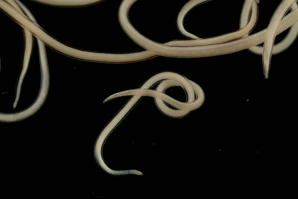 istock The nematodes (Nematoda), roundworms or eelworms constitute the phylum Nematoda. 2232615160