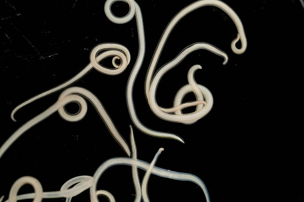 istock The nematodes (Nematoda), roundworms or eelworms constitute the phylum Nematoda. 2232615167