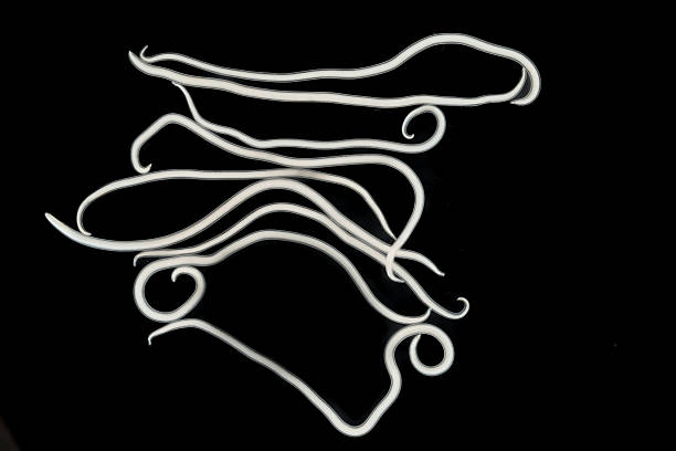 istock The nematodes (Nematoda), roundworms or eelworms constitute the phylum Nematoda. 2232615187