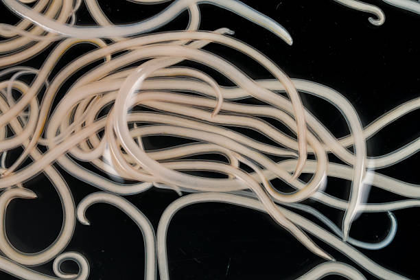 istock The nematodes (Nematoda), roundworms or eelworms constitute the phylum Nematoda. 2232615217