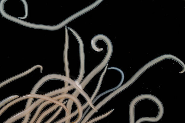 istock The nematodes (Nematoda), roundworms or eelworms constitute the phylum Nematoda. 2232615259