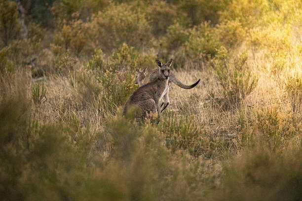 istock Eastern Grey Kangaroos bask in the warm evening light while foraging in a natural Australian bush setting. 2232615838