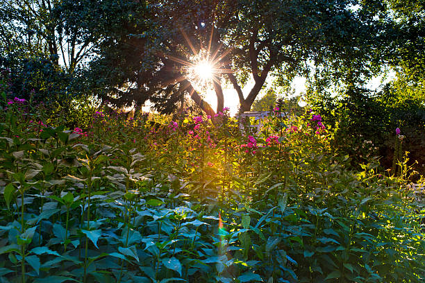 The vivid color of blooming flowers and various plants is illuminated by a beautiful sunbeam shining through the trees. A picturesque scene embodying the tranquility of lush summer nature.