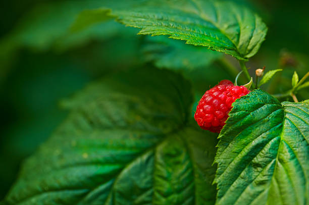 A vibrant red raspberry, Rubus idaeus, nestled among bright green foliage. Captured in Denmark, this image showcases the charm of nature's bounty with its lush scenery and fresh, organic allure.