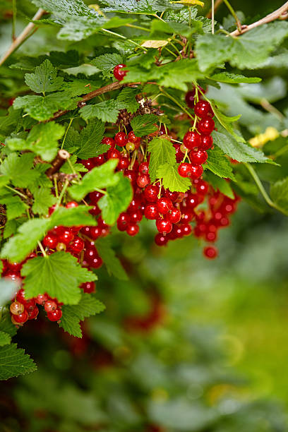 Red currant berries hang vividly from lush green foliage. The image evokes the freshness and natural appeal of summer fruit cultivation.