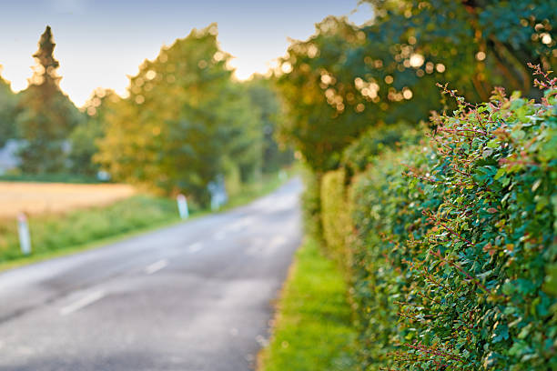 A serene rural scene featuring a paved country road flanked by lush green hedges and an open field. Sunlight filters through the trees, creating an idyllic summer atmosphere in this picturesque landscape.