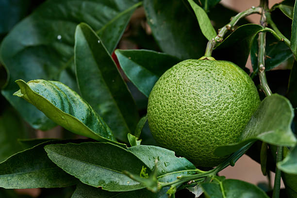 Ripe clementine citrus growing on a branch