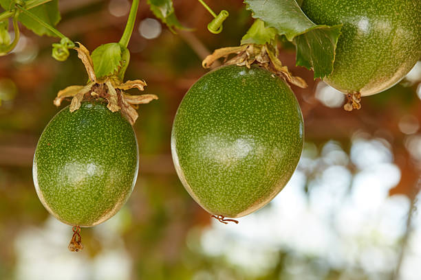 Close-up of unripe green passion fruits (Passiflora edulis) hanging on a vine in a sunny garden, showcasing the beauty of nature and the growth of tropical plants. Ideal for botanical or tropical themes.