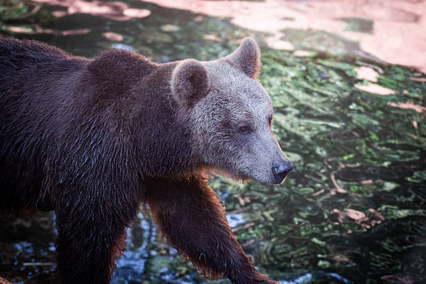 A Brown Bear (Ursus arctos) walks across a pond in a conservation park, a species of bear found in eastern Eurasia and North America.