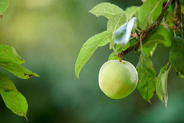Beautiful close-up photograph of a green apple hanging from a branch, surrounded by lush green leaves. The ripe fruit is illuminated by soft sunlight, offering a serene and refreshing natural setting.