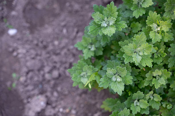 Close-up of green chrysanthemum leaves growing beside bare garden soil. The detailed foliage with serrated edges contrasts against the earthy background, emphasizing natural growth and freshness. The image conveys simplicity, gardening, and the beauty of cultivated plants.
