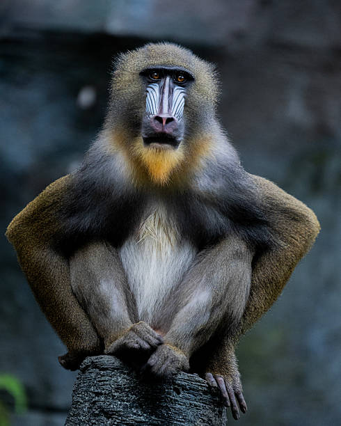 istock A mandrill (Mandrillus sphinx) sitting upright on a rock, looking directly into the camera with a calm expression. 2232618830
