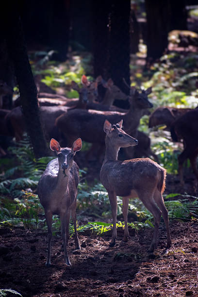 istock A herd of Rusa Timorensis in a tropical conservation area. 2232619561