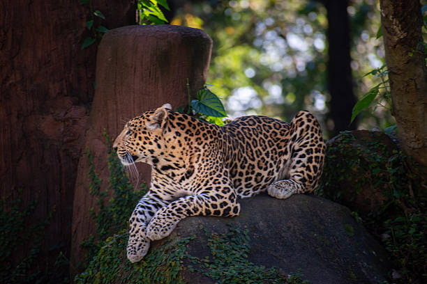 Male Javan leopard Panthera pardus melas of Java, Indonesia. portrait of a large red spotted leopard against the background of trees and bushes. Very close, detailed portrait. Cute Asian predator