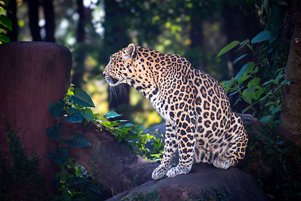 JAGUAR PANTHERA ONCA
