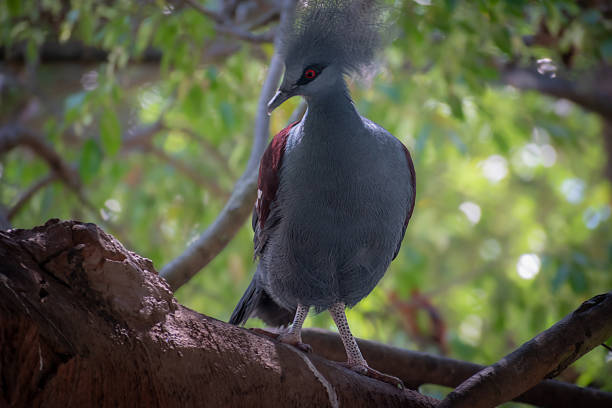 istock Stunning western crowned pigeon (Goura cristata) perched gracefully. 2232621604