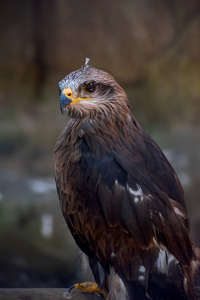 istock Close up view of a black kite (Milvus migrans). 2232622012