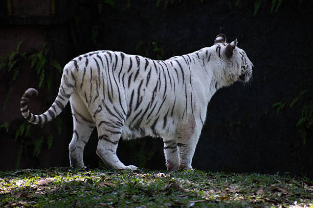 white tiger or bleached tiger is a leucistic pigmentation variant of the Bengal tiger, Siberian tiger and hybrids between the two.