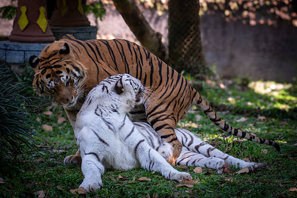 istock Bengal tiger standing over white tiger in a playful, affectionate moment. 2232622670