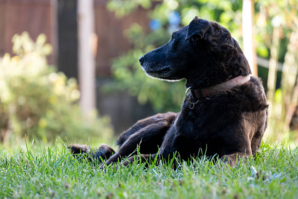 A calm black dog with short fur lies on the grass in a backyard garden. The animal looks attentive and relaxed, surrounded by soft natural light and a blurred background of greenery. The scene conveys tranquility, loyalty, and the peaceful atmosphere of outdoor life with pets.