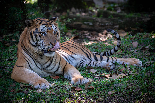 istock Wild tiger in a relaxed pose under forest shade. 2232622950