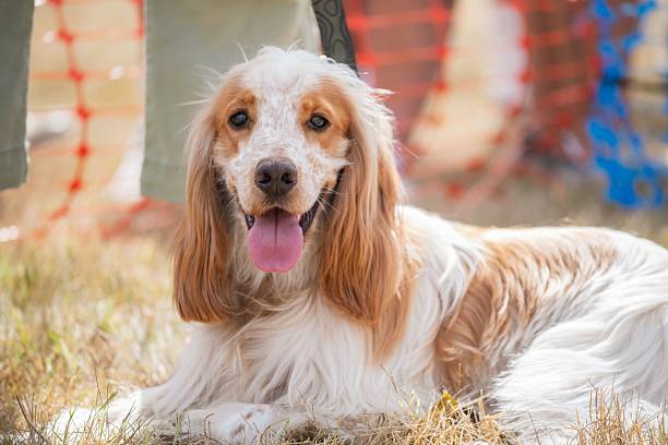 istock Happy Cocker Spaniel in a sunny outdoor setting. 2232623042