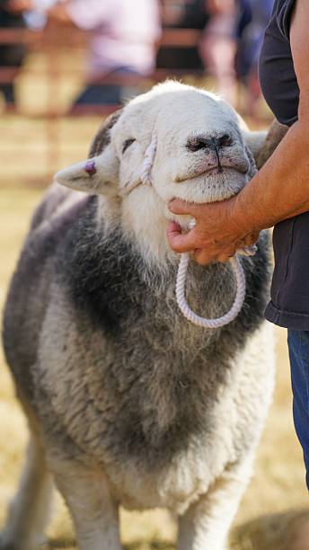 istock Sheep and human connection at an outdoor event 2232623053
