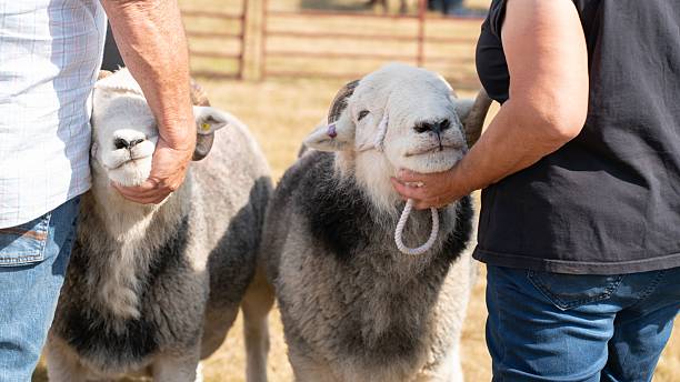 istock Sheep at Outdoor Agricultural Show 2232623057