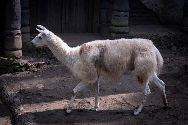 Llama walking gracefully through a rural backyard surrounded by natural outdoor setting.
