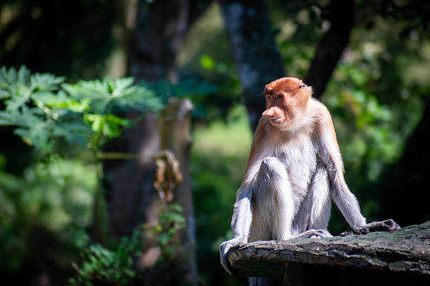 Close up of young Proboscis monkey looking behind dry bark