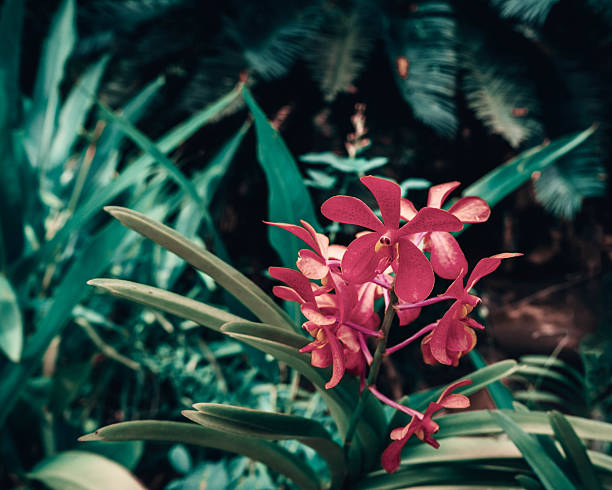 Mokara Ren Red Orchid Flower in the Jungle. High quality photo