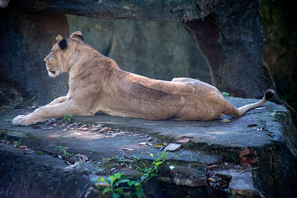 Relaxed female lion (Panthera leo) resting on a flat stone under tree shade on a sunny day.