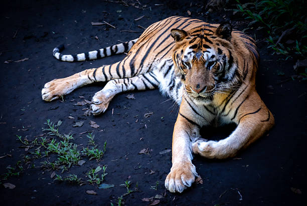 istock A majestic tiger gazing on the ground in a conservation environment. 2232624164