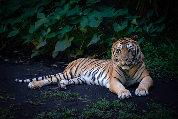 istock Close-up of a tiger gazing forward with intense eyes. 2232624166