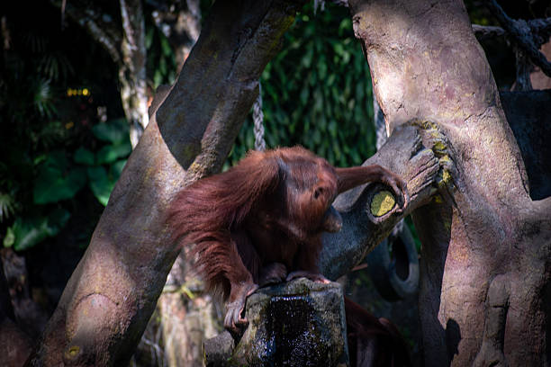 Orangutan in Dublin Zoo eats beetroot in cage