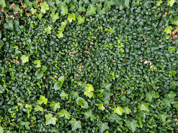 Green ivy growing over small leaf plant creating a textured ground cover