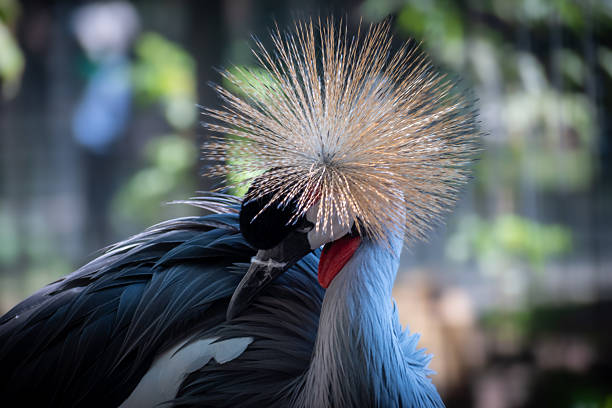portrait of a crowned crane in the zoo. colorful bird with a golden crown in Siofok, Balaton